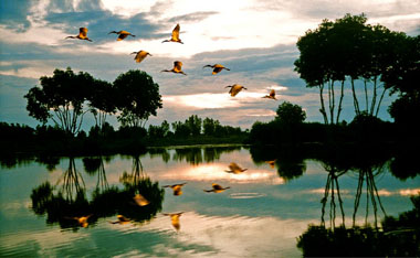 Des oiseaux au parc national de Mui Ca Mau